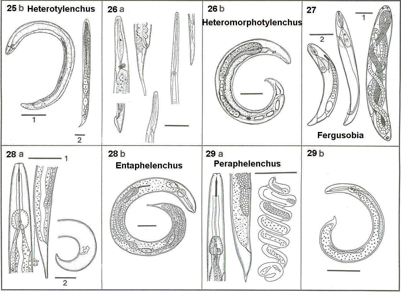 What are types of nematodes?
